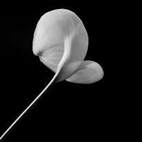 Zantedeschia...