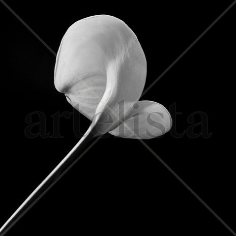 Zantedeschia...