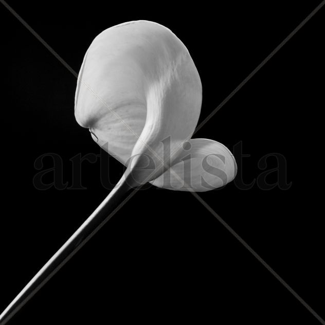 Zantedeschia aethiopica