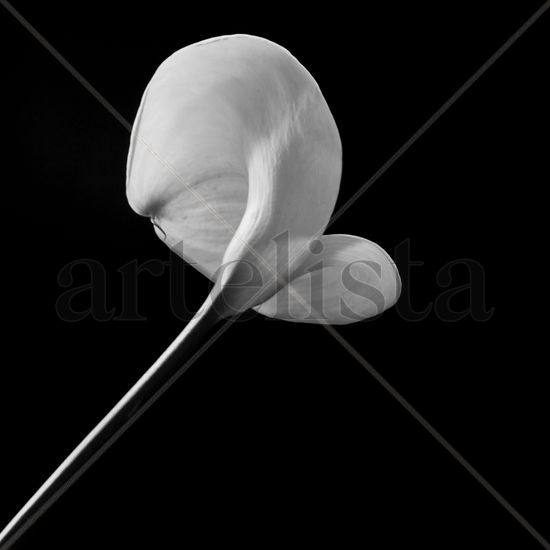 Zantedeschia aethiopica Bodegones Blanco y Negro (Digital)