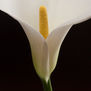 Zantedeschia aethiopica