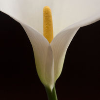 Zantedeschia...