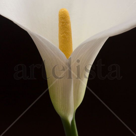 Zantedeschia aethiopica Bodegones Color (Digital)