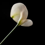 flowers thumbnail 1