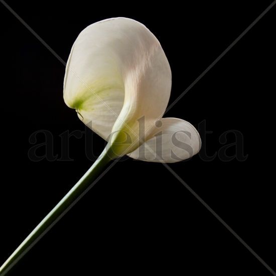 Zantedeschia aethiopica Bodegones Color (Digital)