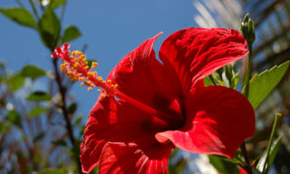 Flores