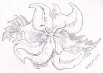 Orquidea