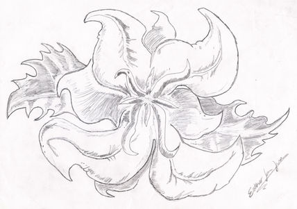 Orquidea