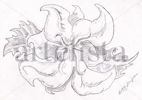 Orquidea