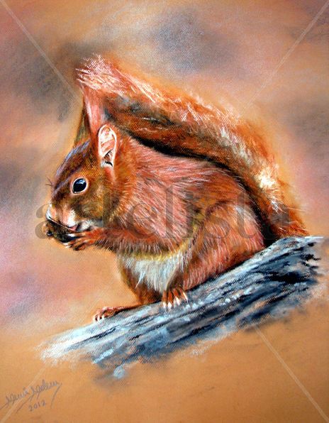 Ardilla