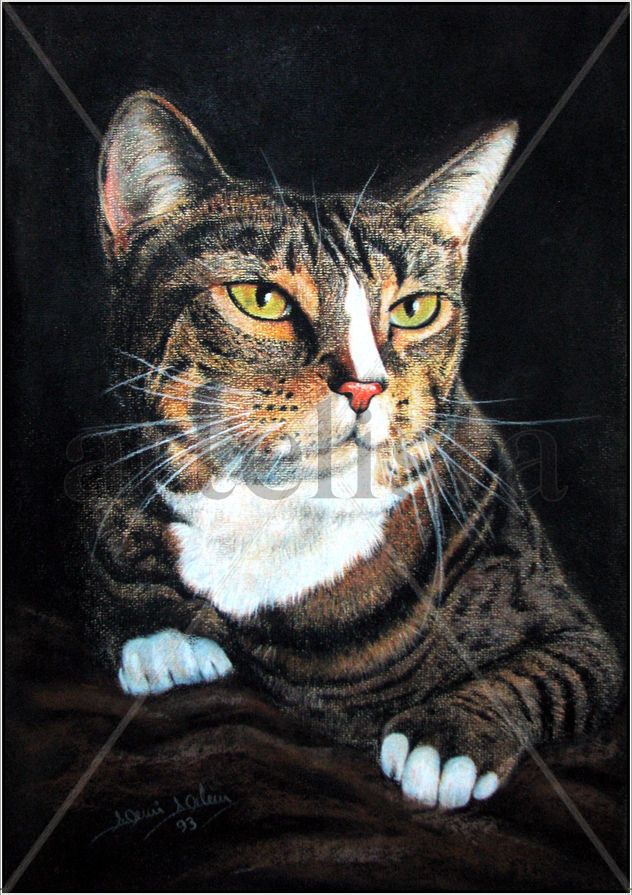 Gato
