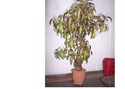 "Mango Florido"