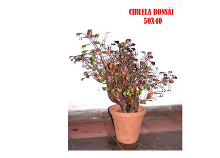 "Bonsai"