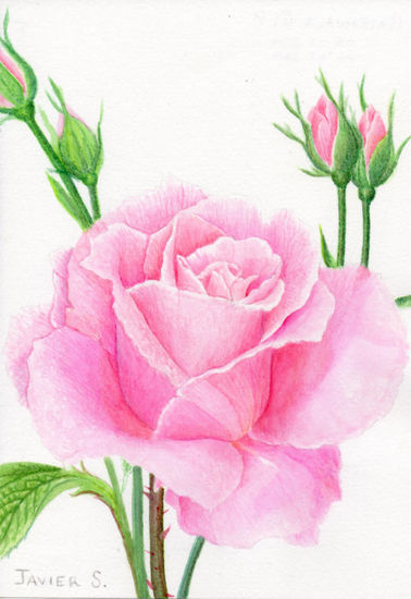 La Rosa Watercolour Paper Floral Painting