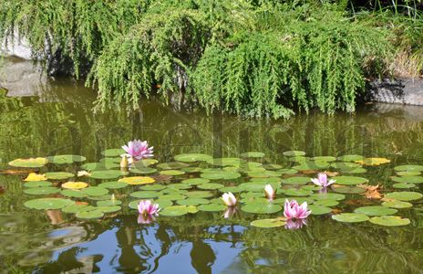 Jardín Japonés D22