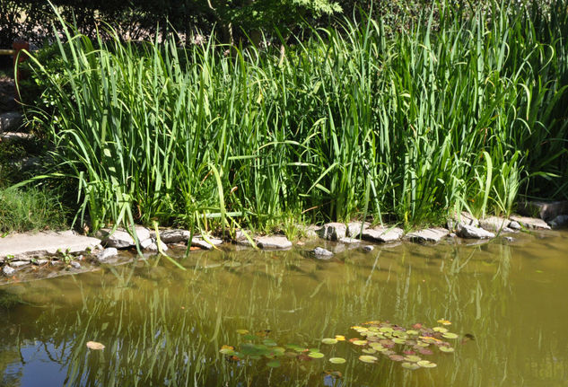 Jardin Japones Naturaleza Color (Digital)