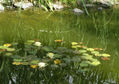Jardin Japones P33