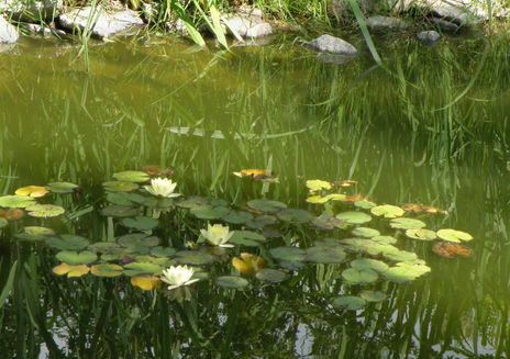 Jardin Japones P33