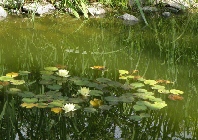 Jardin Japones P33 Naturaleza Color (Digital)