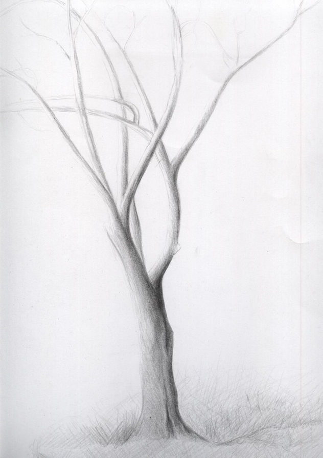 árbol1
