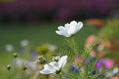 La flor que quería ser mariposa....14-06.118
