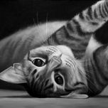 Gatos thumbnail 2