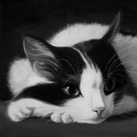 Gatos thumbnail 1