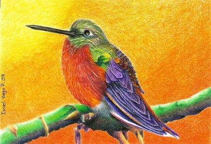 Colibrí.