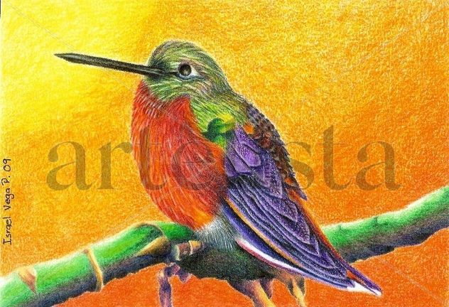 Colibrí.