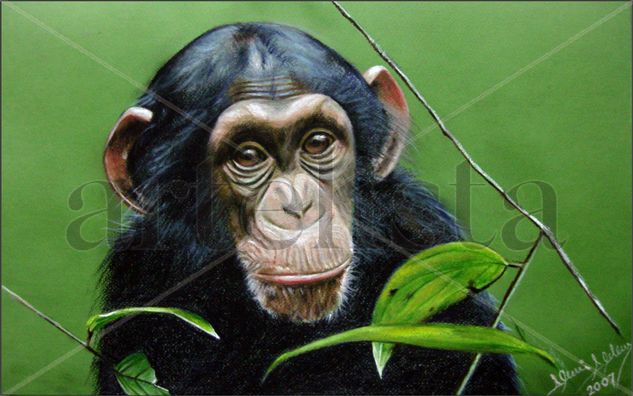 Chimpancé Libre Pastel Card Animals