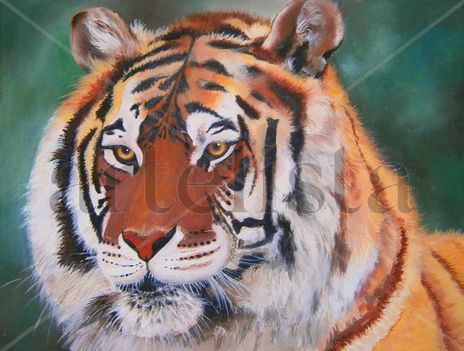 Tigre