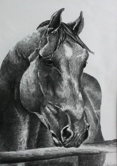 alazan Charcoal