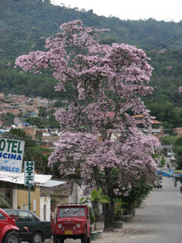 Camino a  la  paz