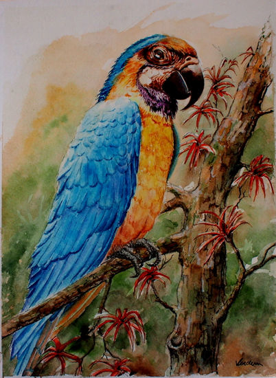 "Parrot" Acuarela Papel Animales