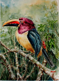 "Tucan"