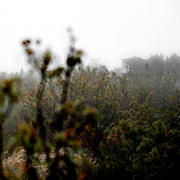 Caballos entre niebla, la sierra de Madrid Nature Color (Digital)