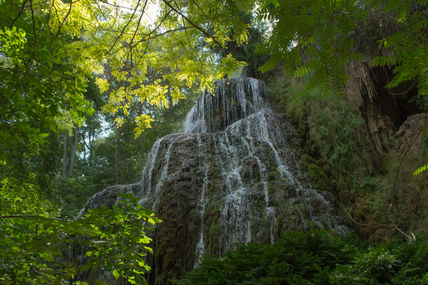 En mitad del bosque