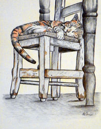 La siesta del gato