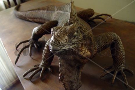 Iguana