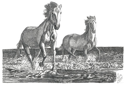 Cavalls a la platja