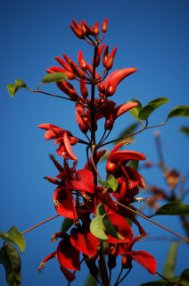 Flor de Ceibo, celeste cielo Nature Color (Digital)