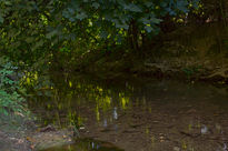 Senderos en El Bosque