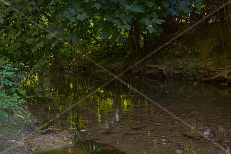 Senderos en El Bosque