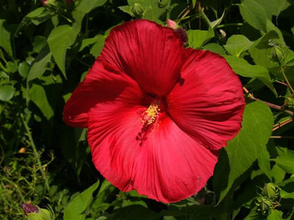 Flor-3