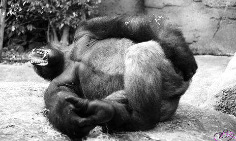 Animales y naturaleza