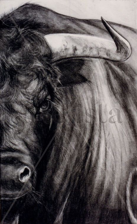 Toro