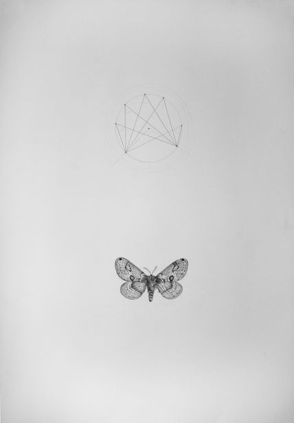 The moth