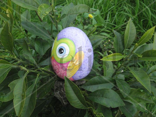 Owl