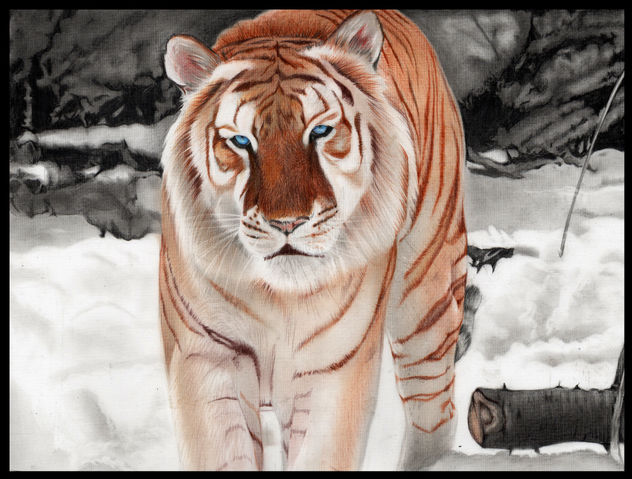 tigre de la nieve