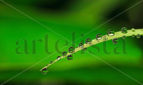 Guttis Vitae